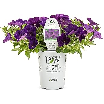 Proven Winners Supertunia Royal Velvet Petunia Live Plant 4 Pack by Proven Winners - American Made