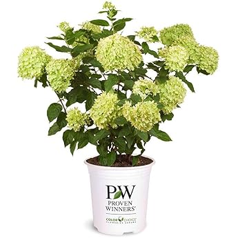 Proven Winners Pinky Winky Hardy Hydrangea Quart Pot by Proven Winners - American Made