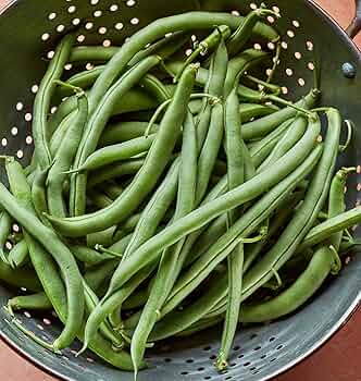 Burpee Blue Lake 274 Bush Bean Seeds 2 oz by Burpee - American Made