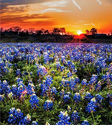 Wimberley Puzzle Company
