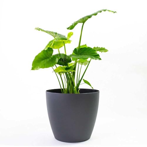 Greenline Manufacturing Memphis 18" Round Indoor Floor Planter Pot – Lightweight & Durable Plastic, Modern Des by Greenline Manufacturing - American Made