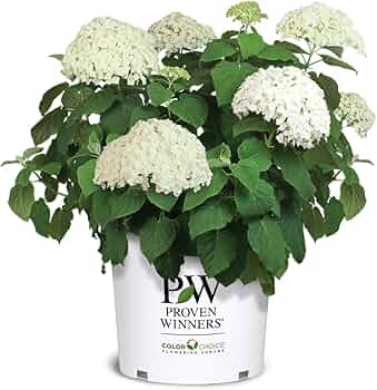Proven Winners Incrediball Smooth Hydrangea 3 Gallon by Proven Winners - American Made